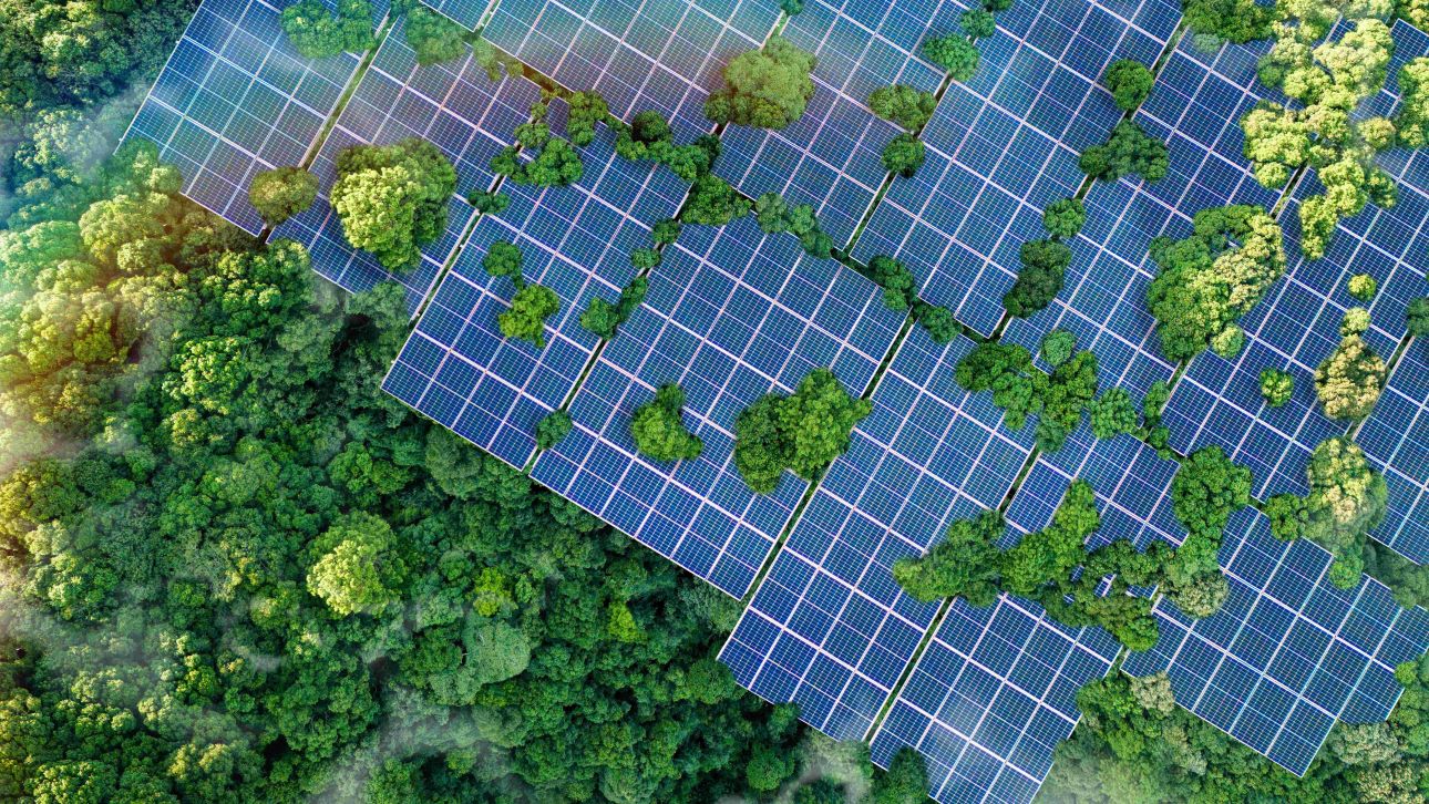 Aerial view of solar panels in a forest, with trees growing between the panels.